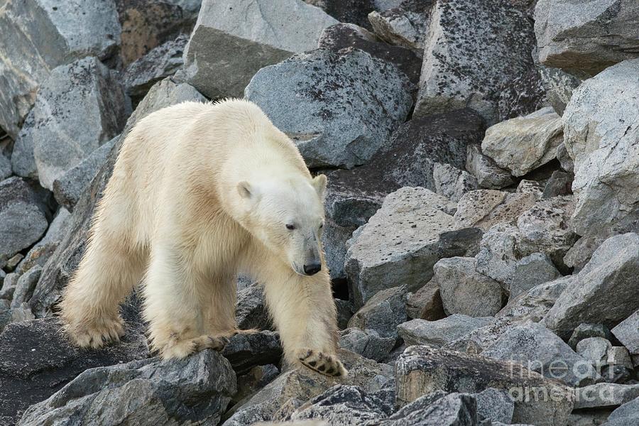 Polar Bear Foraging #2 Photograph by Andy Davies/science Photo Library