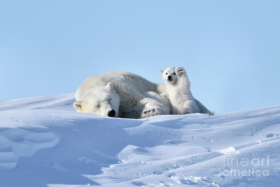 Polar Bear Mother And Cub #2 Photograph by Dr P. Marazzi/science Photo Library