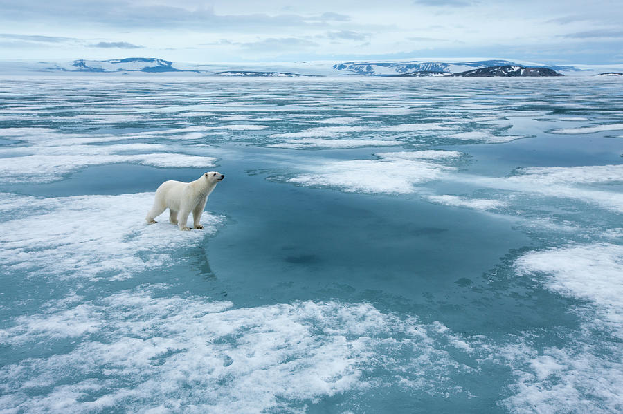Polar Bear, Nordaustlandet, Svalbard #2 Photograph by Paul Souders