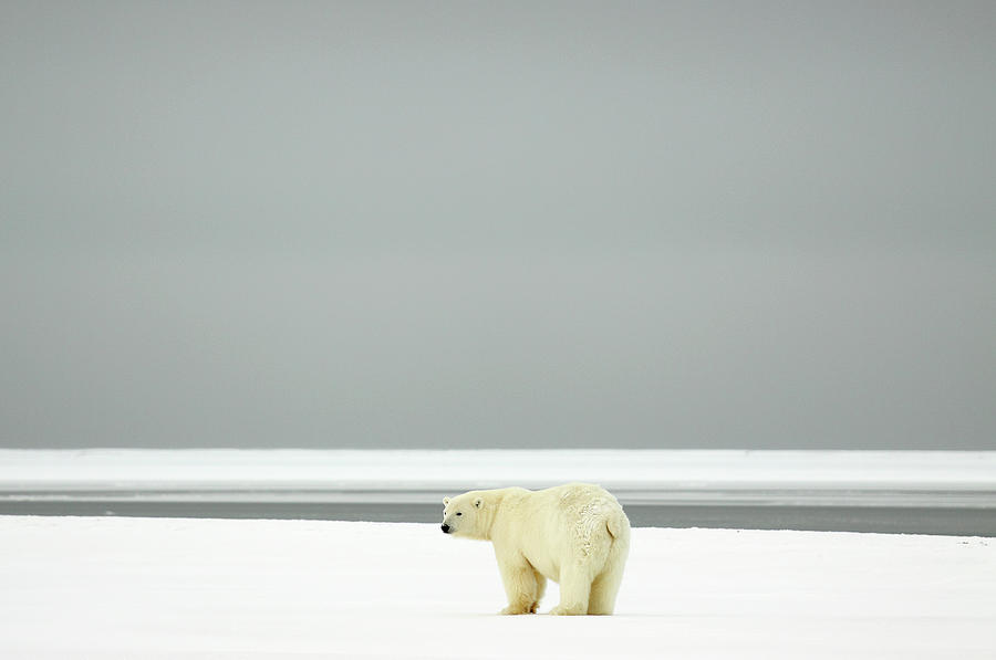 Polar Bear #2 Photograph by P. De Graaf