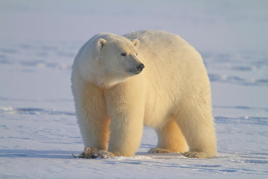 Nature Digital Art - Polar Bear, Wildlife Refuge, Alaska #2 by Bernd Rommelt