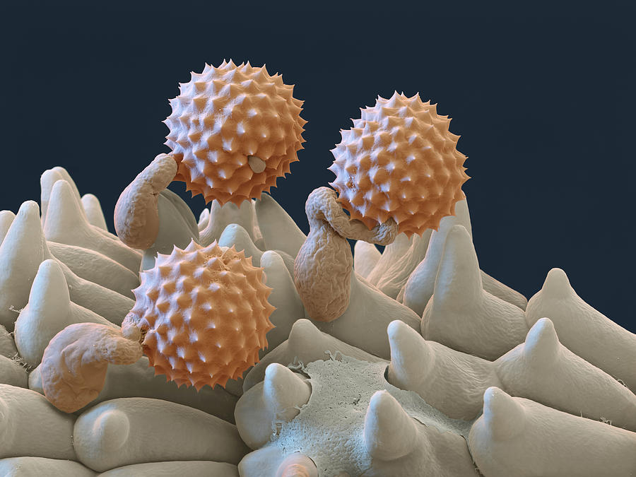 Pollen And Pollen Tubes, Sem #2 Photograph by Oliver Meckes EYE OF SCIENCE