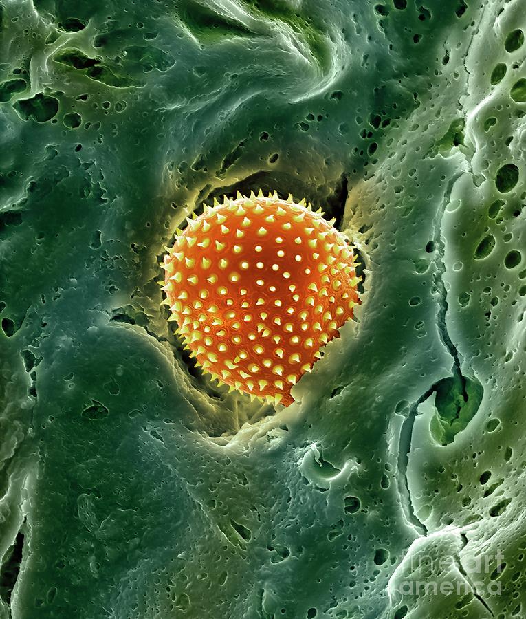 Pollen Trapped In Mucus On Nose Hair #2 Photograph by Dennis Kunkel Microscopy/science Photo Library