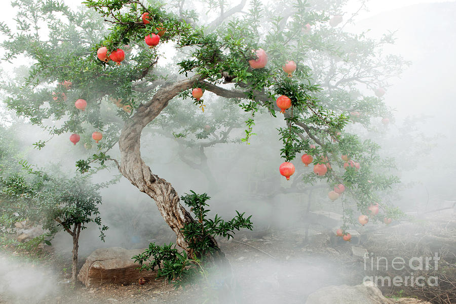 Pomegranate Trees #2 Photograph by View Stock