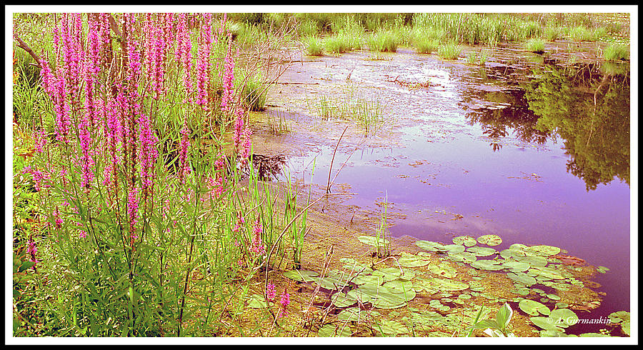 Pond in Summer, Berkshire Mountains, Massachusetts #2 Photograph by A Macarthur Gurmankin