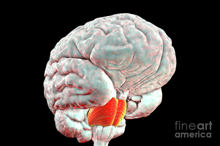 Pons Of Human Brain Photograph by Kateryna Kon/science Photo Library ...