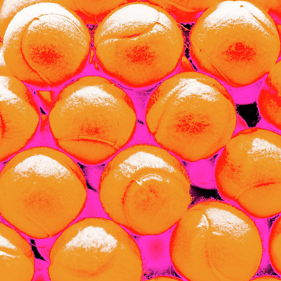 Pop Art Tennis Balls by Le Comp Pop Art Tennis Balls by Le Comp