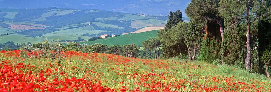 Poppies And Cyprus, Val Dorcia #2 Photograph by Kathy Collins