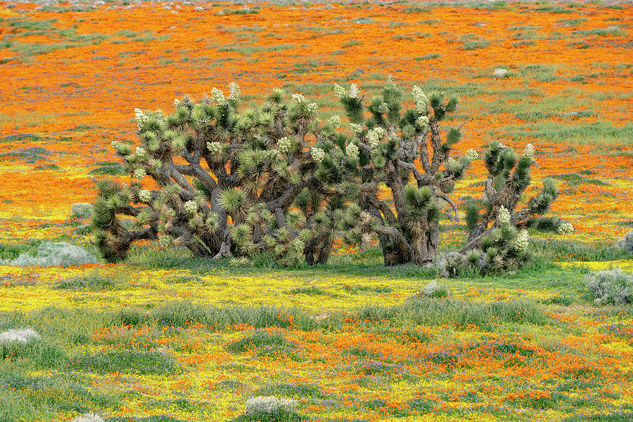 Poppies And Joshua Tree #2 Photograph by Jeff Foott