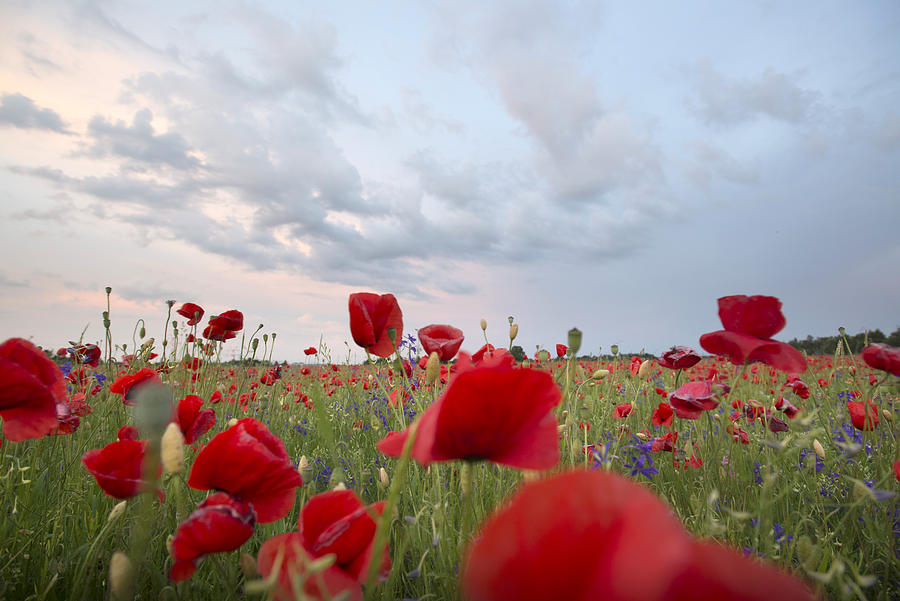Poppies In The Evening Mood In A Field In Munich Langwied, Munich, Bavaria, Germany #2 Photograph by Christoph Olesinski