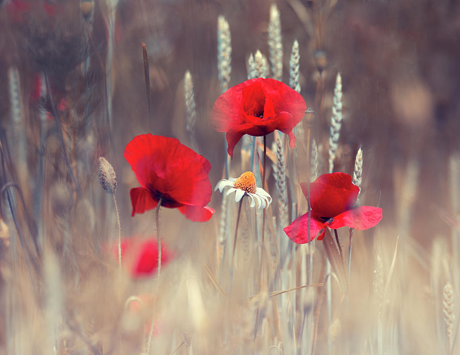 Poppy Photograph - Poppies #3 by Magda Bognar
