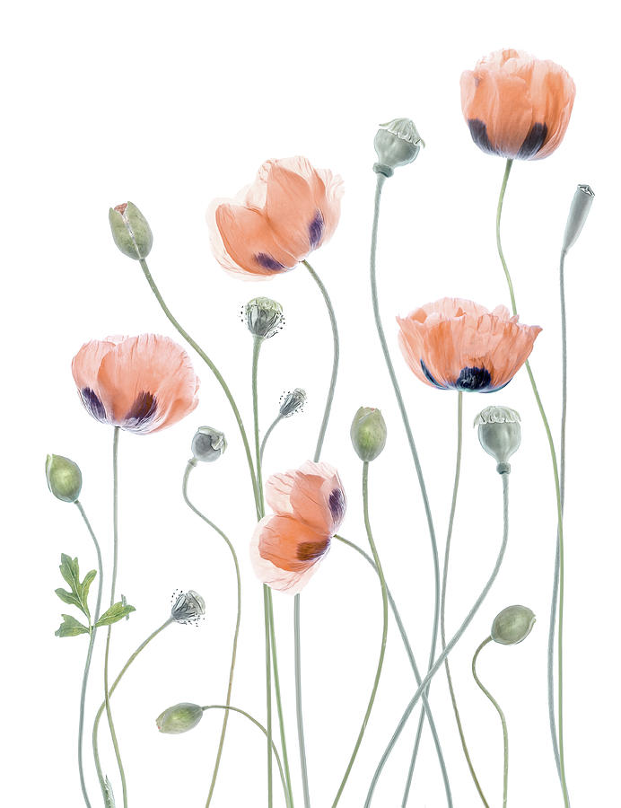 Poppies #2 Photograph by Mandy Disher
