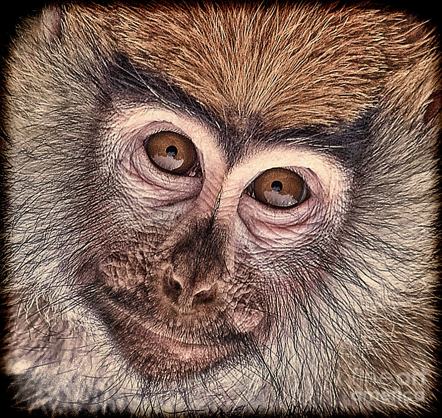 Wildlife Photograph - Portrait of a Baby Patas Monkey #1 by Jim Fitzpatrick