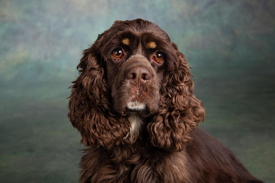 Portrait Of A Cocker Spaniel Dog #2 Photograph by Panoramic Images