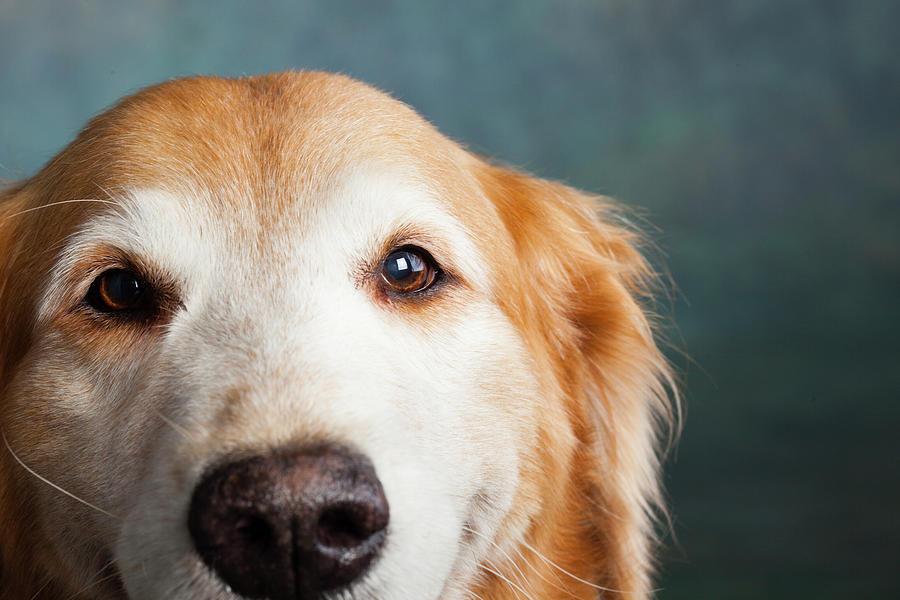 Portrait Of A Golden Retriever Dog #2 Photograph by Panoramic Images