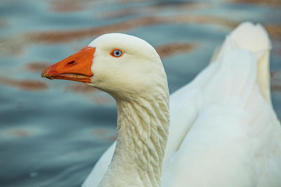 Portrait of a goose #3 Photograph by Jason Hughes