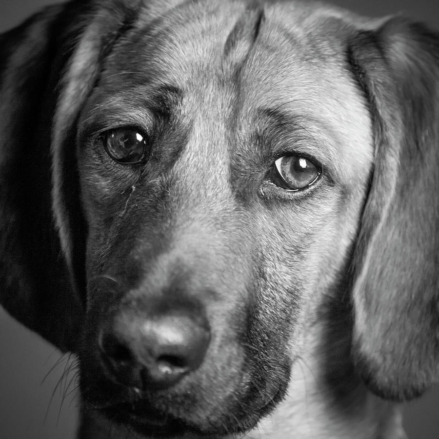 Black And White Photograph - Portrait Of A Hound Mix Dog #2 by Panoramic Images