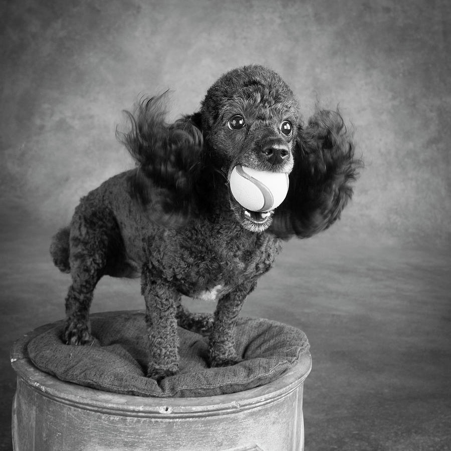 Portrait Of A Mini Poodle Dog #2 Photograph by Panoramic Images