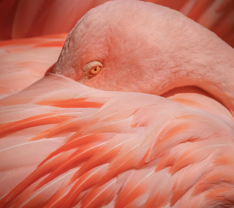 Animal Photograph - Portrait Of A Pink Flamingo #2 by Robin Wechsler