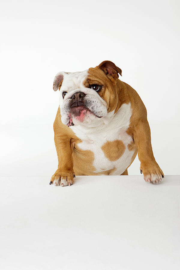 Portrait Of British Bulldog #2 Photograph by Compassionate Eye Foundation/david Leahy