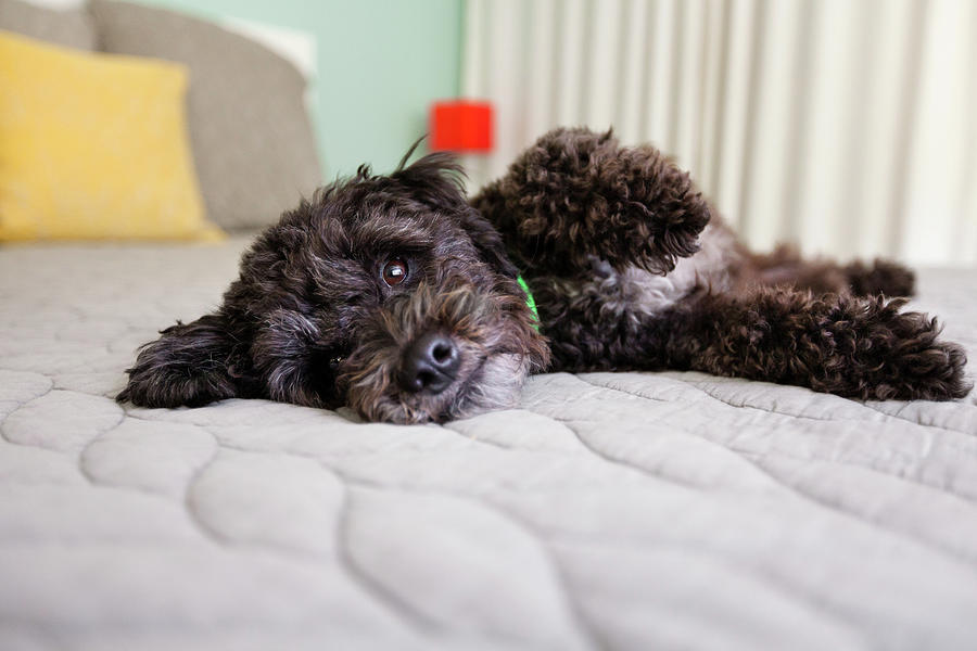 Portrait Of Dog Lying On Bed Digital Art By Grace Chon Pixels   2 Portrait Of Dog Lying On Bed Grace Chon 