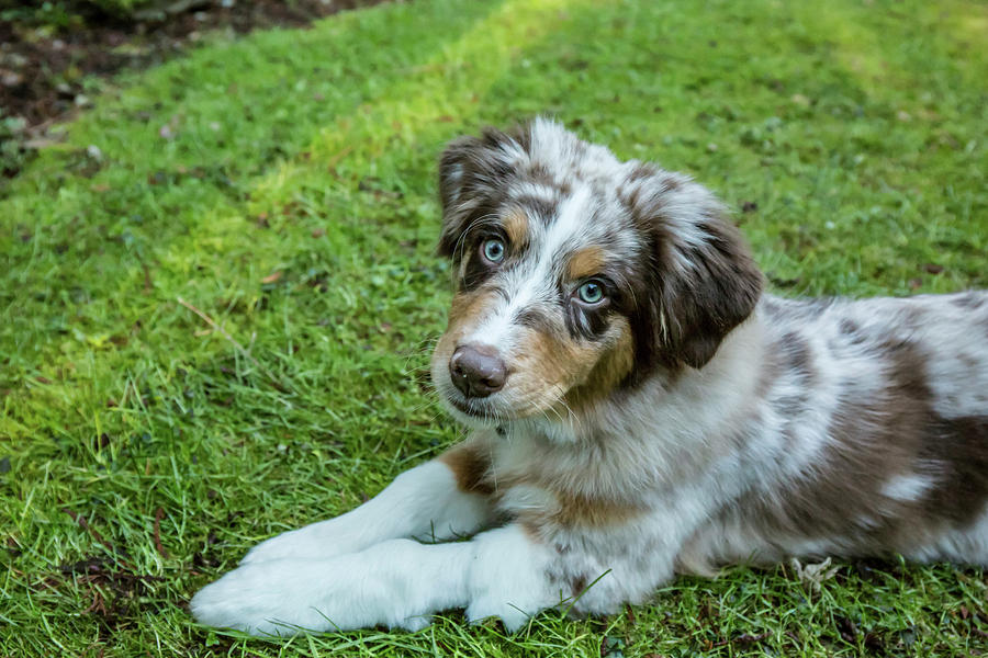 Portrait Of Eight Week Old Corgi Puppy Photograph by Janet Horton ...