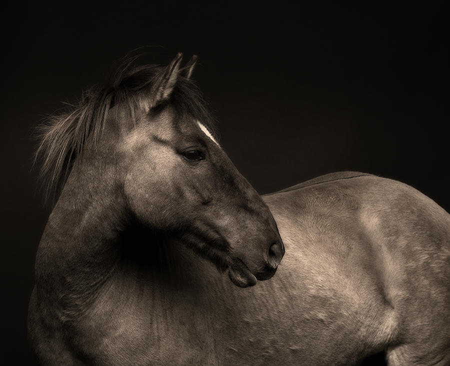 Portrait Of Horse #2 Photograph by Arctic-images