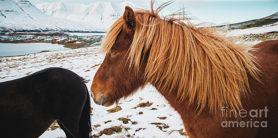 Portraits of Icelandic race horses on a snowy mountain, protected purebred animals. #2 Photograph by Joaquin Corbalan
