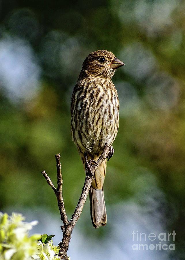 Posing Female House Finch by Cindy Treger Posing Female House Finch by Cindy Treger