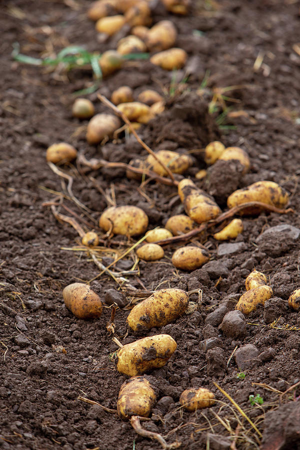 Potato Harvest #2 Photograph by Lydie Besancon