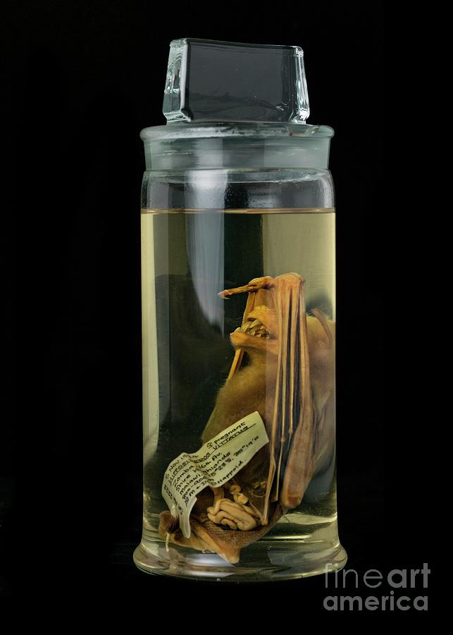 Preserved Egyptian Fruit Bat #2 Photograph by Natural History Museum, London/science Photo Library