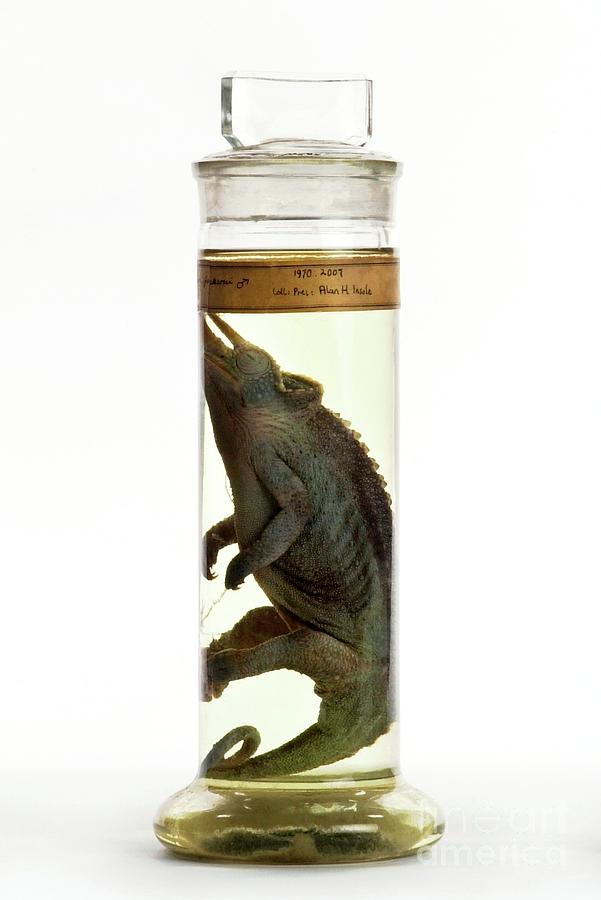 Preserved Jacksons Chameleon #2 Photograph by Natural History Museum, London/science Photo Library