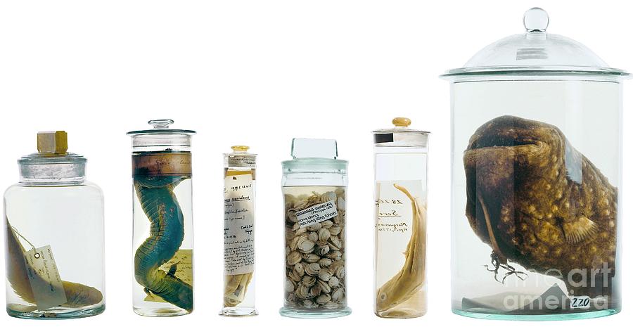 Preserved Museum Specimens #2 Photograph by Natural History Museum, London/science Photo Library