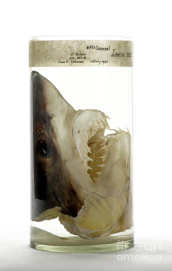 Preserved Shortfin Mako Shark Head #2 Photograph by Natural History Museum, London/science Photo Library