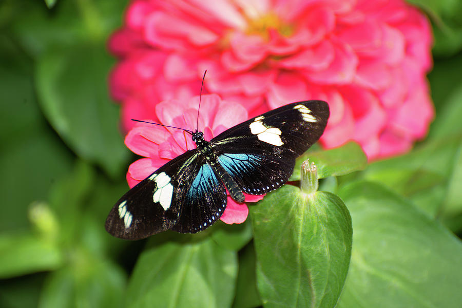 Pretty Butterfly Photograph