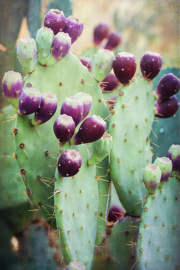 Prickly Pear Fruit Photograph by Saija Lehtonen - Fine Art America