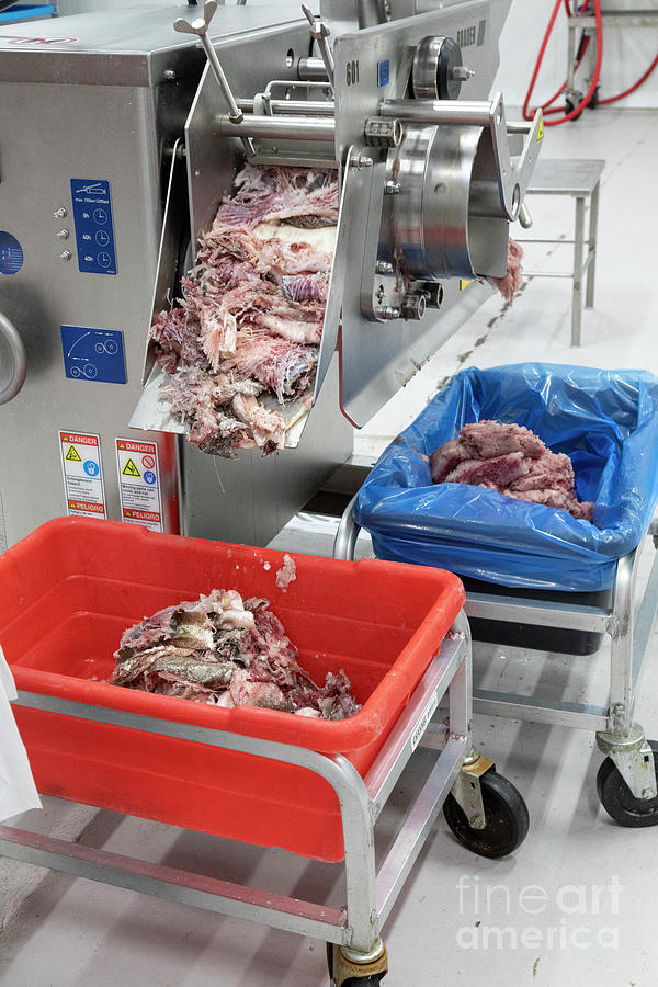 Processing Invasive Asian Carp For Food #2 Photograph by Jim West/science Photo Library