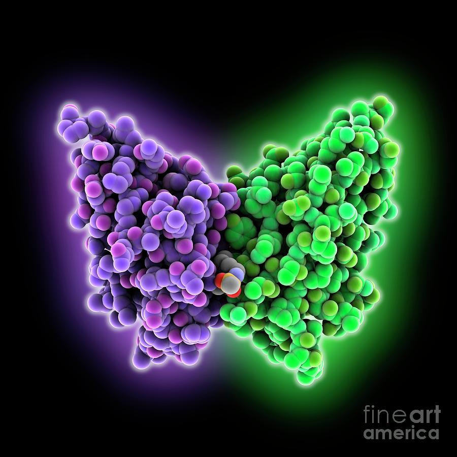 Programmed Cell Death Ligand #2 Photograph by Laguna Design/science Photo Library