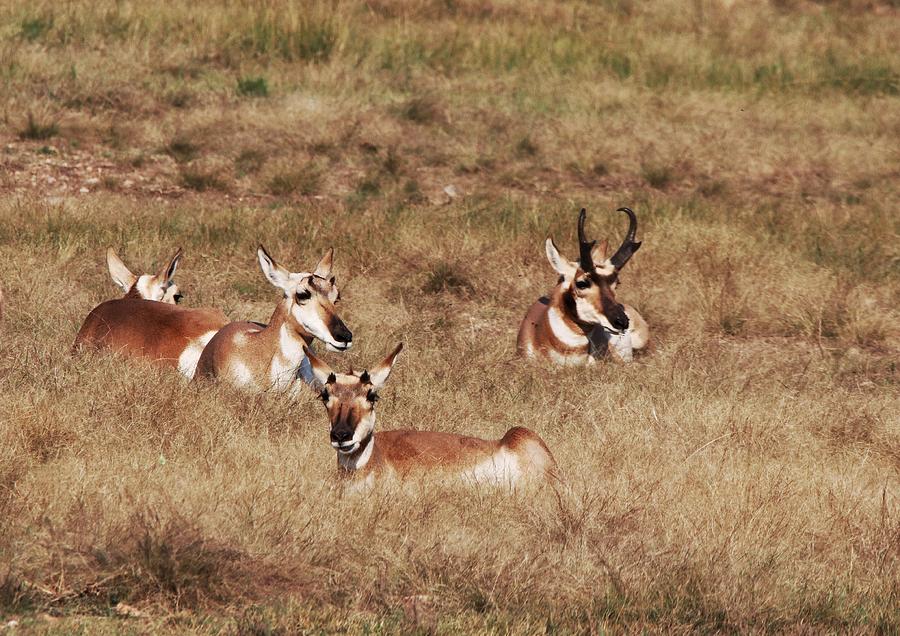 Pronghorn Antelope at Custer State Park #2 Photograph by Susan Jensen