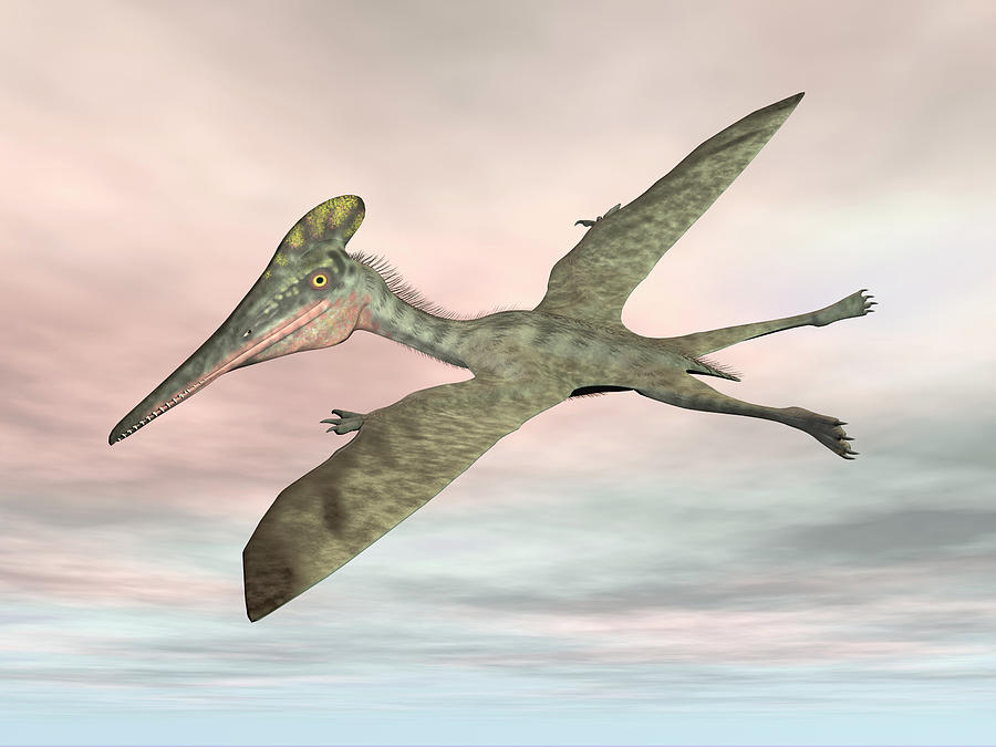 Pterodactylus Prehistoric Bird Flying #2 Photograph by Elena Duvernay