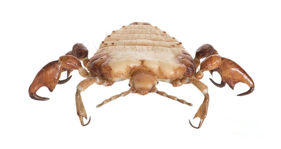 Wildlife Photograph - Pubic Louse Wax Model #2 by Natural History Museum, London/science Photo Library