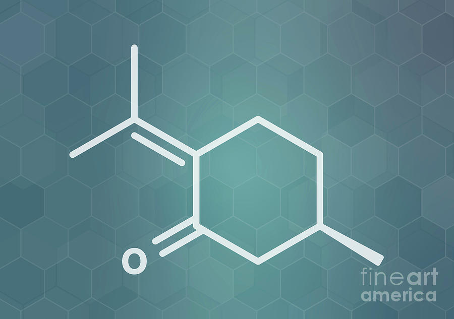 Nepeta Photograph - Pulegone Molecule 2 by Molekuul/science Photo Library Nepeta Photograph - Pulegone Molecule 2 by Molekuul/science Photo Library