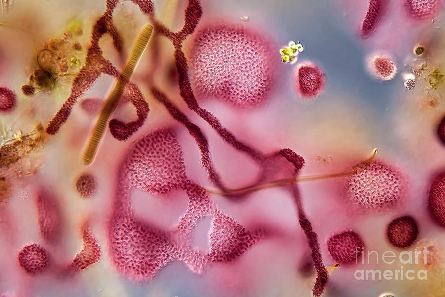 Purple Bacteria Photograph By Gerd Guenther Science Photo Library Pixels