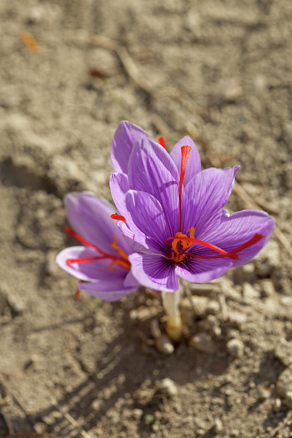Purple Greek Saffron Flowers crocus Sativus In A Field #2 Photograph by Emily Brooke Sandor