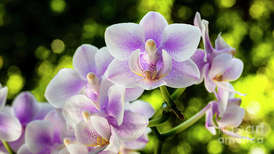 Purple Orchid Flowers #2 Photograph by Raul Rodriguez