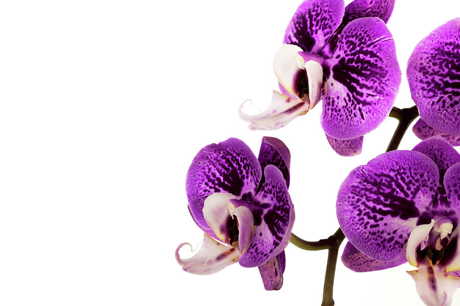 Purple Orchid Photograph by Sunchan