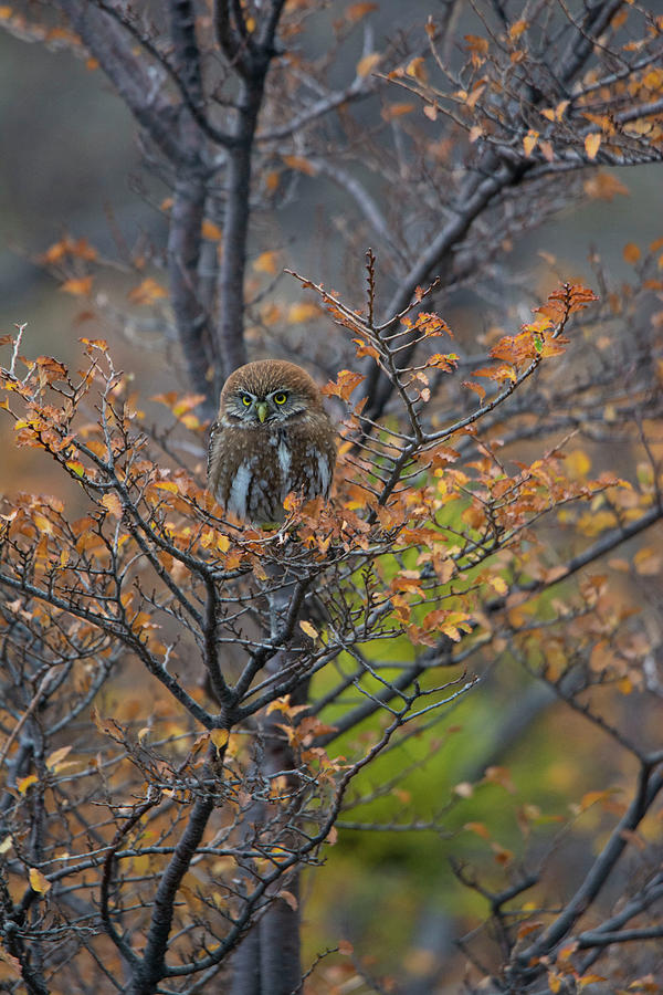 Pygmy Owl In Autumn #3 Photograph by Patrick Nowotny