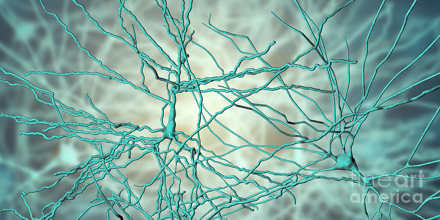 Pyramidal Neuron #2 Photograph by Kateryna Kon/science Photo Library