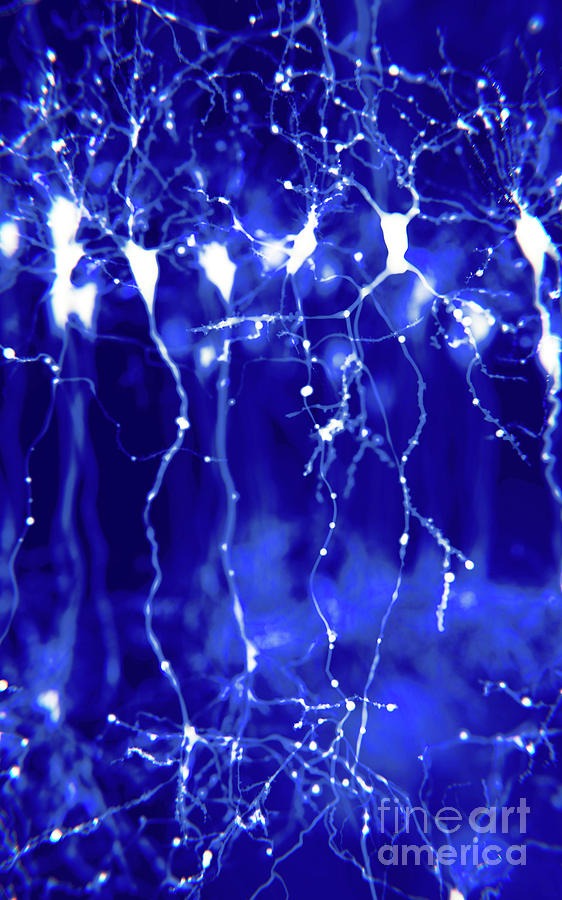 Pyramidal Neurons In The Cerebral Cortex #2 Photograph by Juan Gaertner/science Photo Library