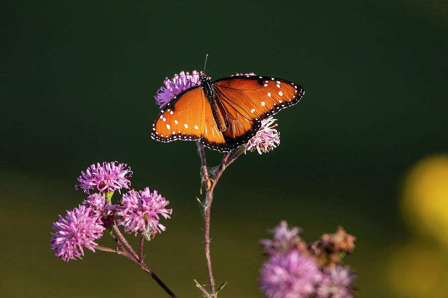 Queen (danaus Gilippus Photograph by Larry Ditto - Fine Art America